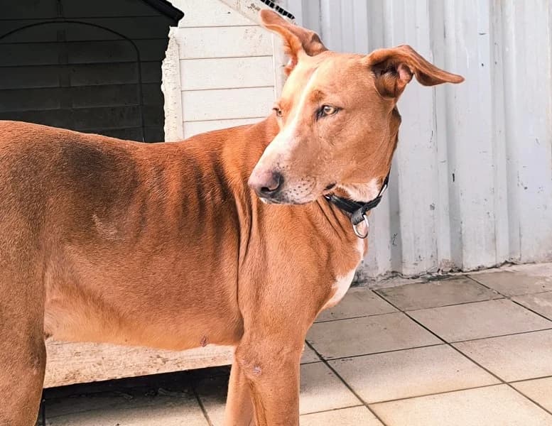 Faycan, male Podenco for adoption at description — photo 2 of 54