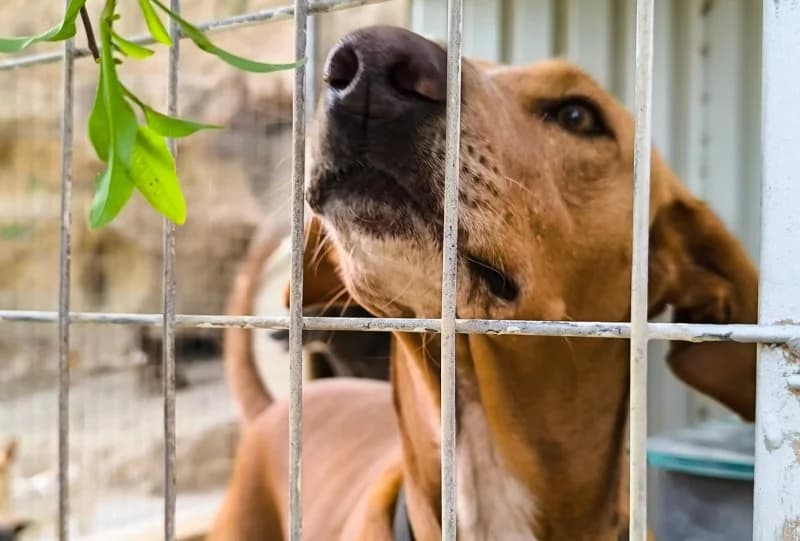 Faycan, male Podenco for adoption at description — photo 3 of 54