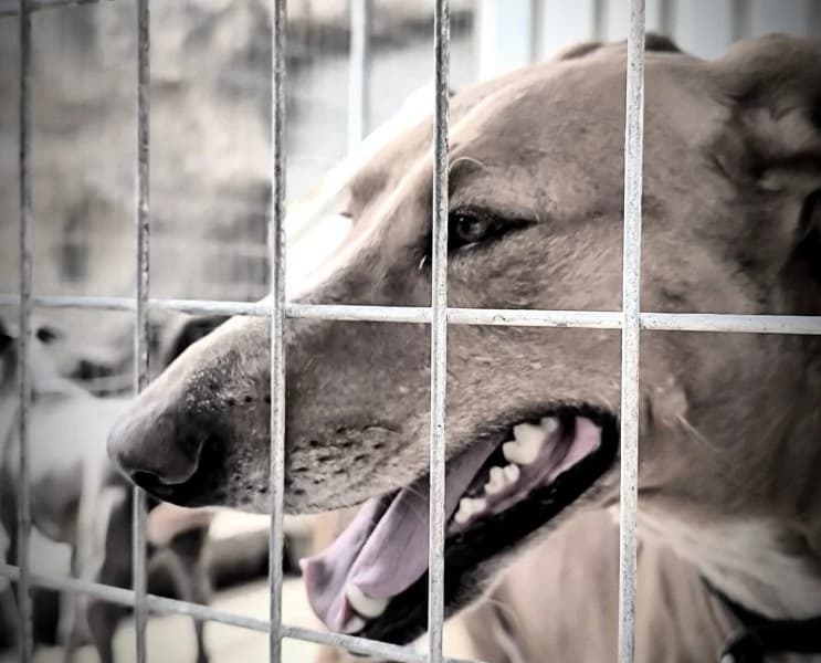 Faycan, male Podenco for adoption at description — photo 4 of 54