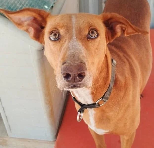 Faycan, male Podenco for adoption at description — photo 5 of 54