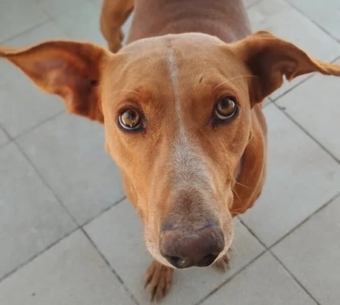 Faycan, male Podenco for adoption at description — photo 6 of 54