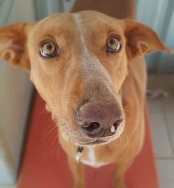 Faycan, male Podenco for adoption at description — photo 7 of 54