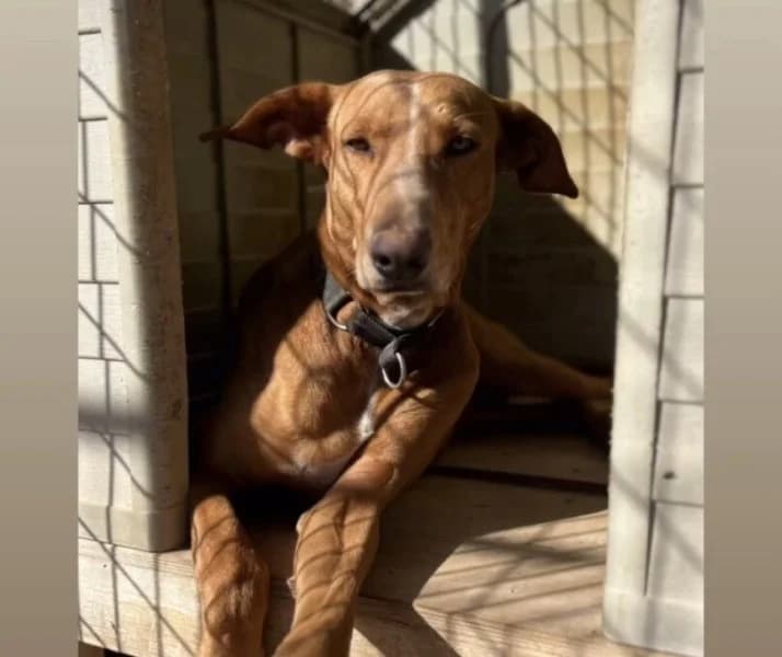 Faycan, male Podenco for adoption at description — photo 8 of 54