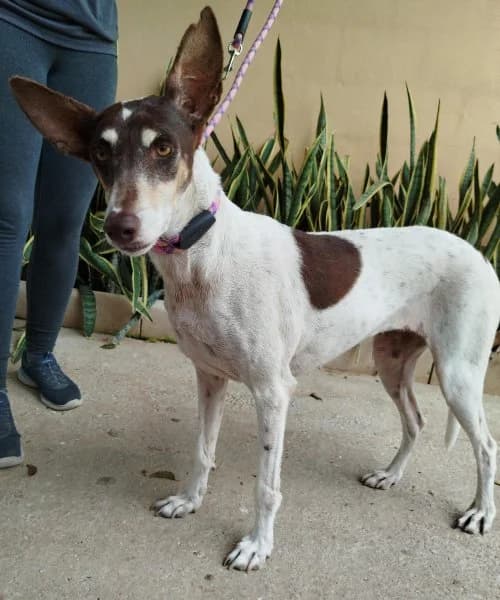 Adela, female 4yo Podenco for adoption at description, AL Ridderkerk