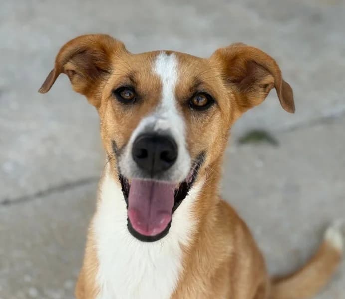 León, male Podenco for adoption at description