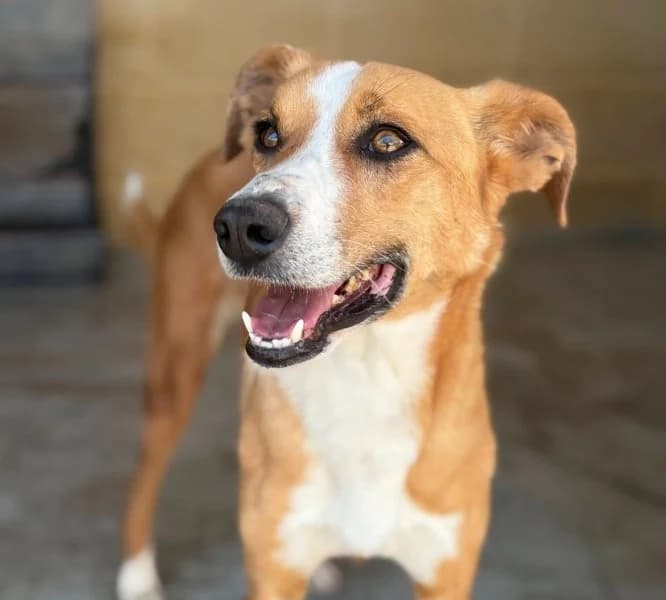 León, male Podenco for adoption at description — photo 2 of 39