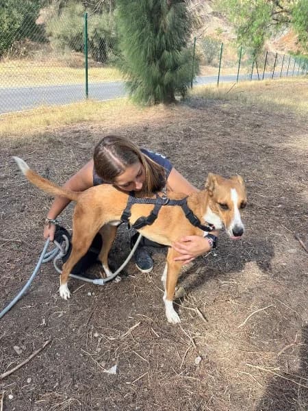 León, male Podenco for adoption at description — photo 3 of 39