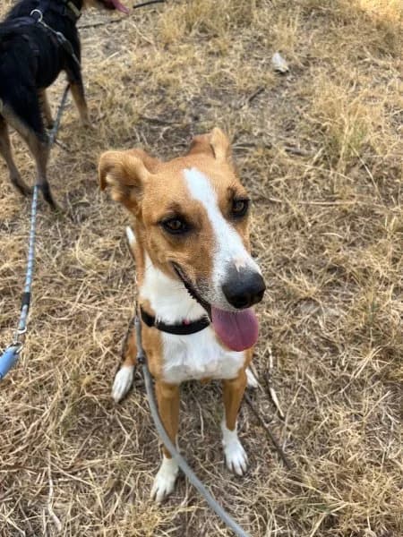 León, male Podenco for adoption at description — photo 4 of 39