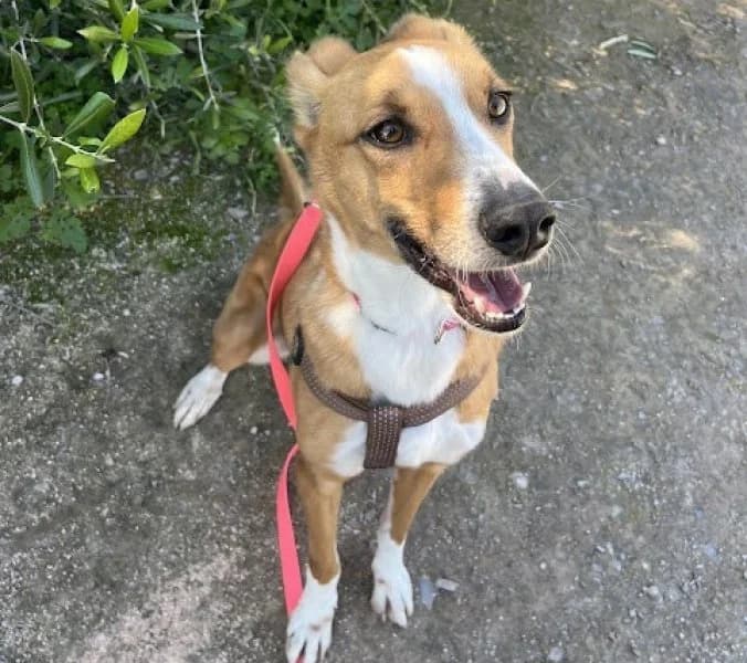 León, male Podenco for adoption at description — photo 5 of 39