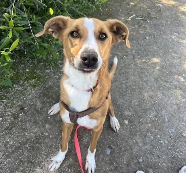 León, male Podenco for adoption at description — photo 6 of 39
