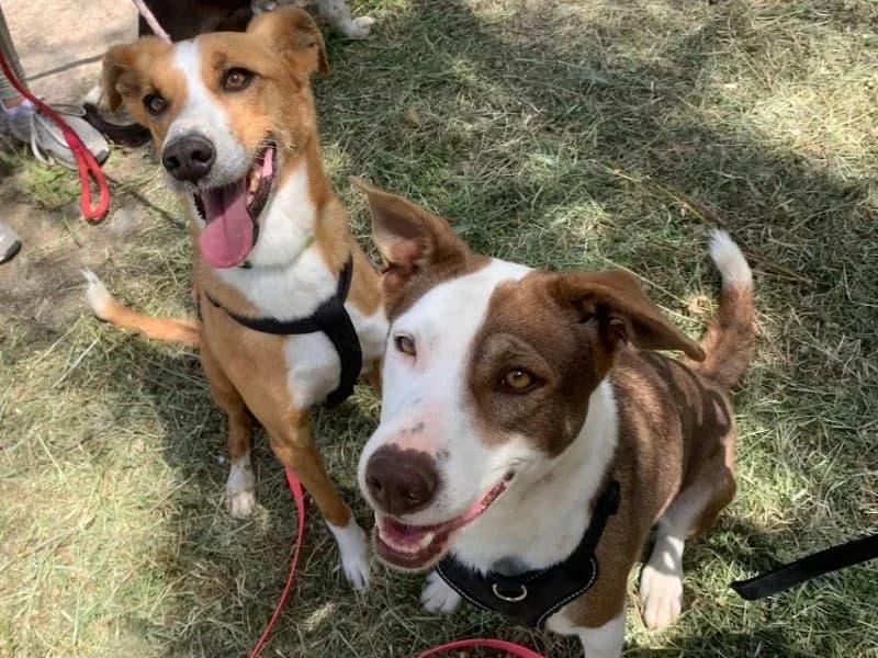León, male Podenco for adoption at description — photo 7 of 39