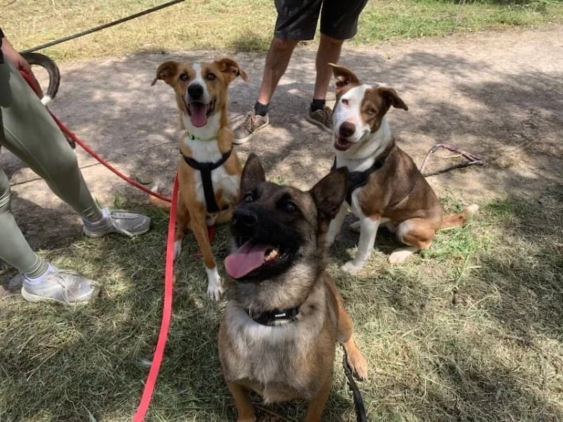 León, male Podenco for adoption at description — photo 8 of 39