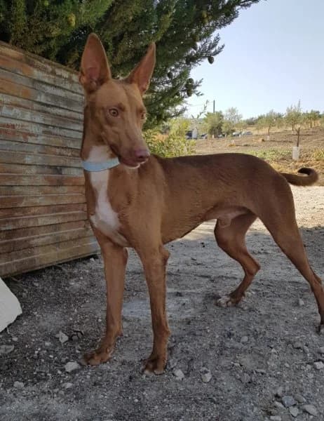 Dioni, male Podenco for adoption at description