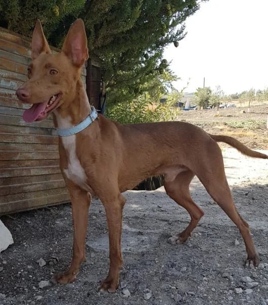 Dioni, male Podenco for adoption at description — photo 2 of 10