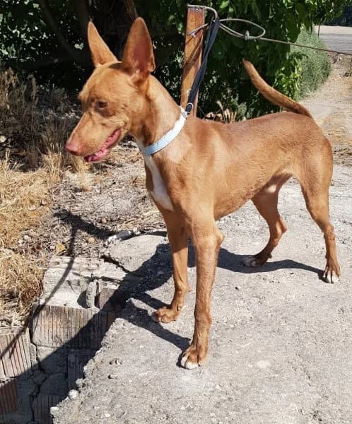 Dioni, male Podenco for adoption at description — photo 3 of 10