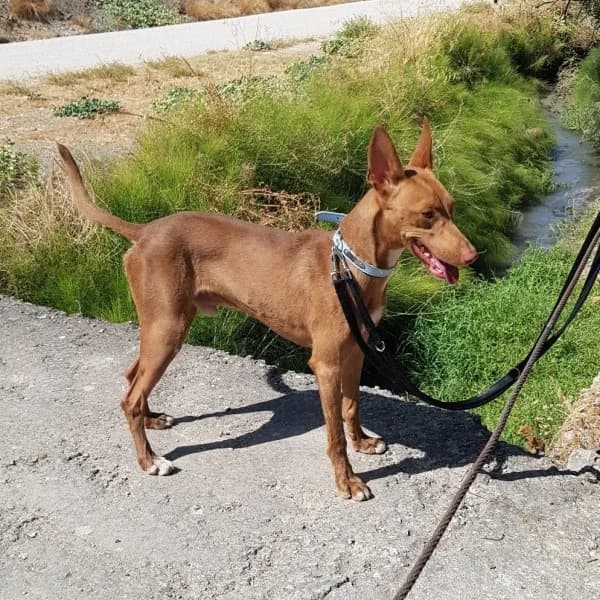 Dioni, male Podenco for adoption at description — photo 4 of 10