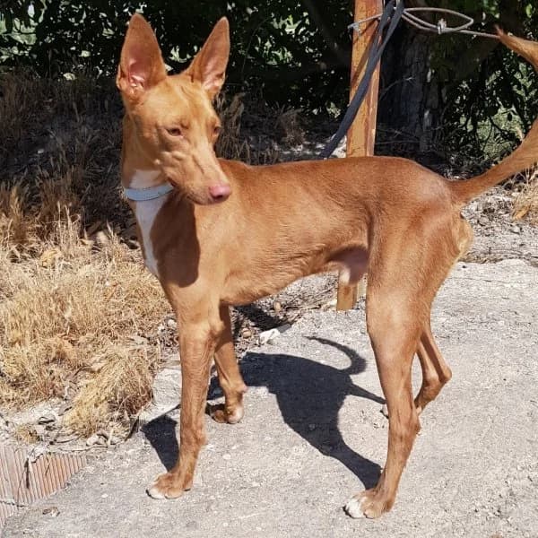 Dioni, male Podenco for adoption at description — photo 5 of 10