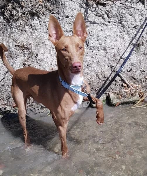Dioni, male Podenco for adoption at description — photo 6 of 10