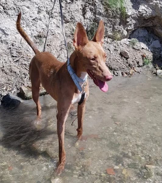 Dioni, male Podenco for adoption at description — photo 7 of 10