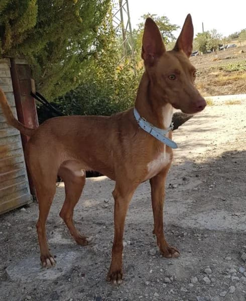 Dioni, male Podenco for adoption at description — photo 8 of 10