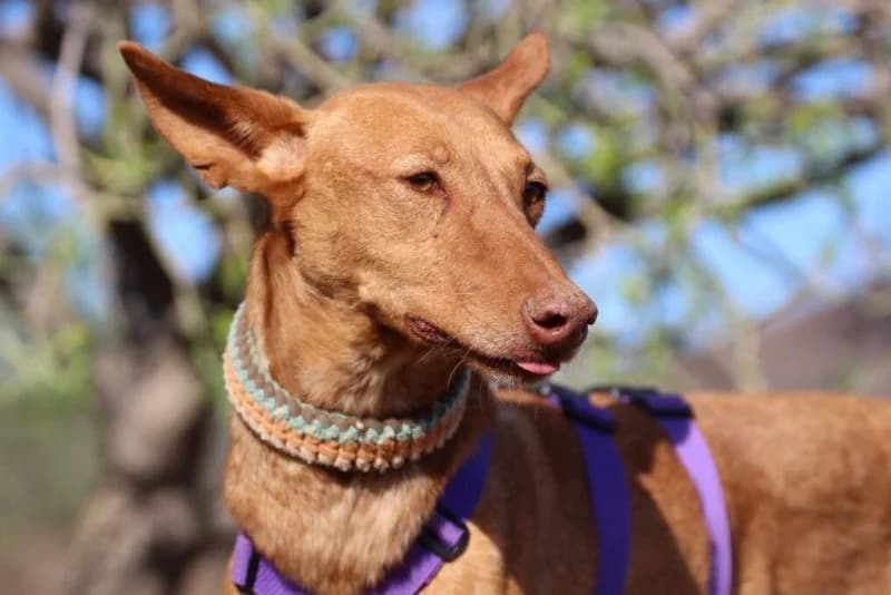 Anjo, male Podenco for adoption at description
