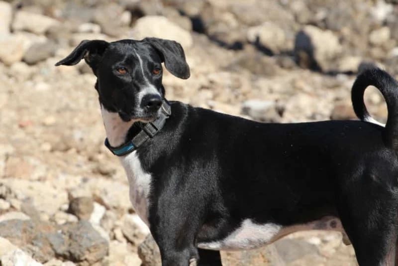Fire, male Podenco for adoption at description