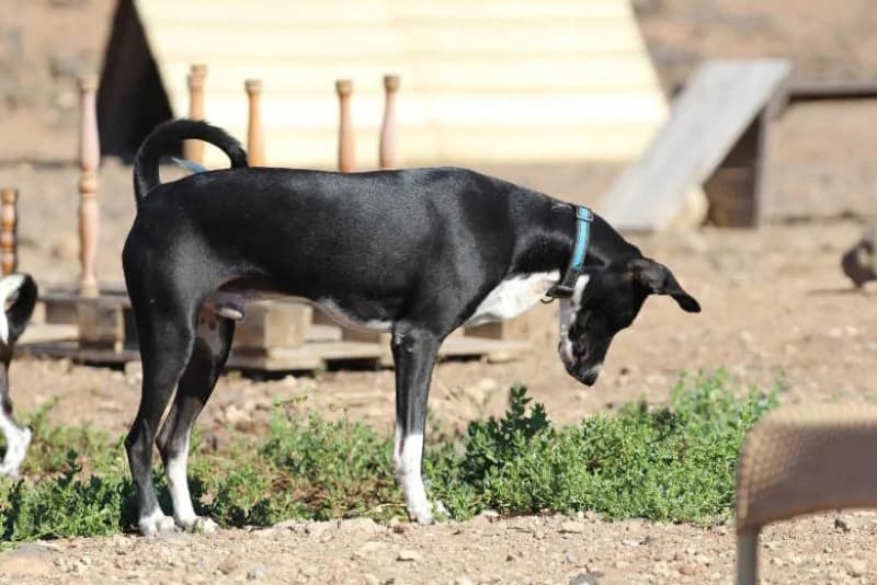 Fire, male Podenco for adoption at description — photo 2 of 68