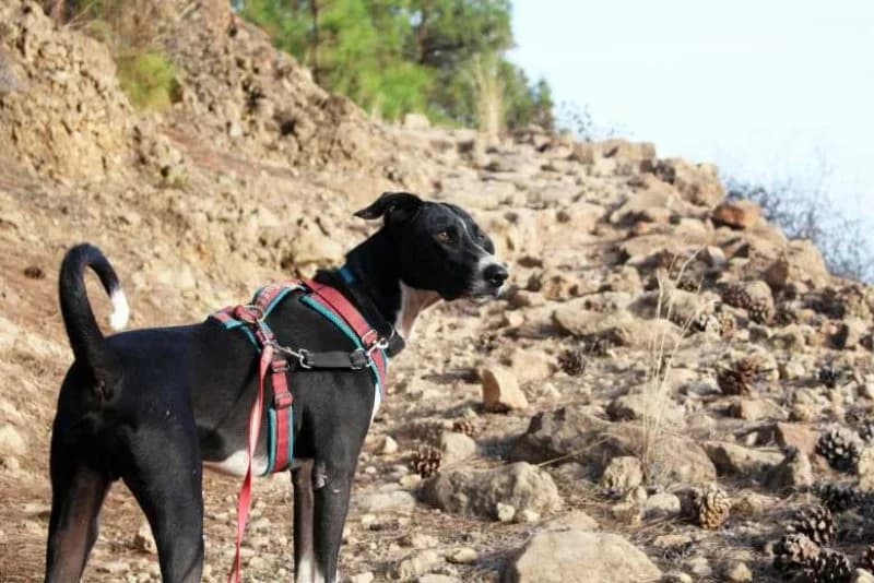 Fire, male Podenco for adoption at description — photo 3 of 68