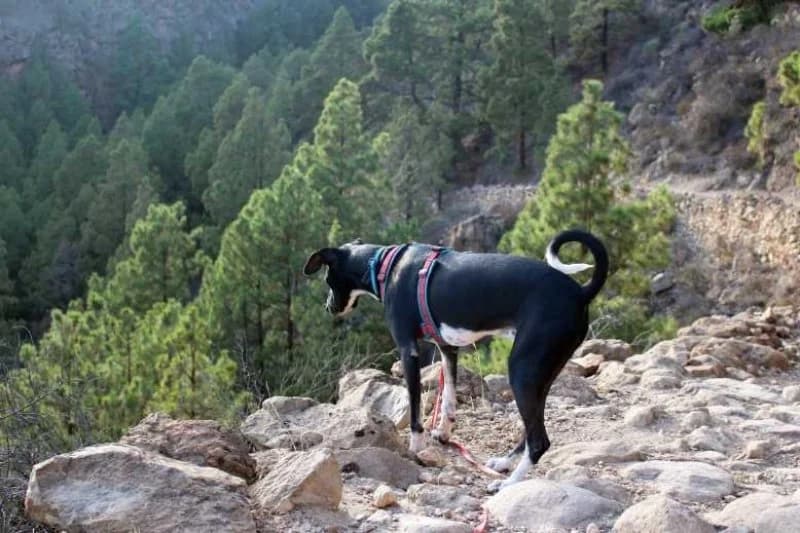 Fire, male Podenco for adoption at description — photo 4 of 68