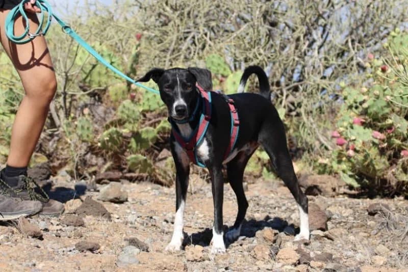 Fire, male Podenco for adoption at description — photo 5 of 68