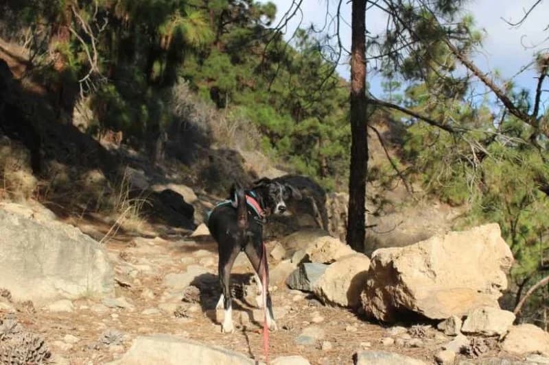 Fire, male Podenco for adoption at description — photo 6 of 68