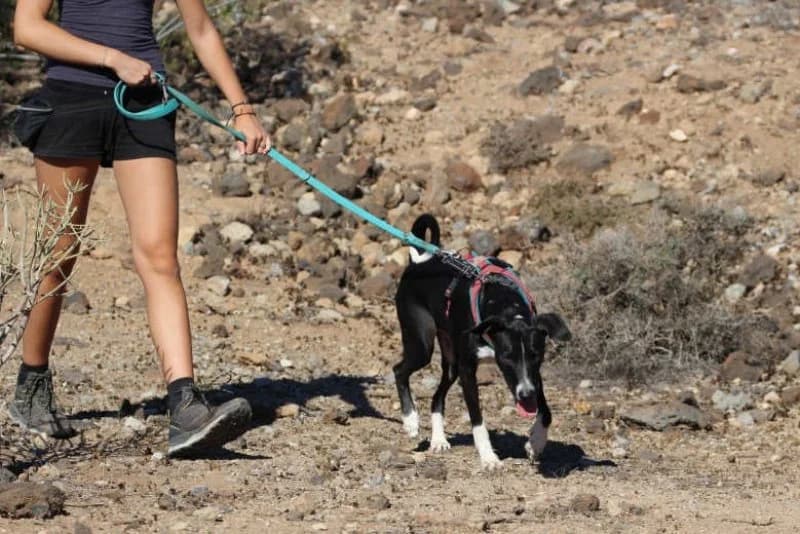 Fire, male Podenco for adoption at description — photo 7 of 68