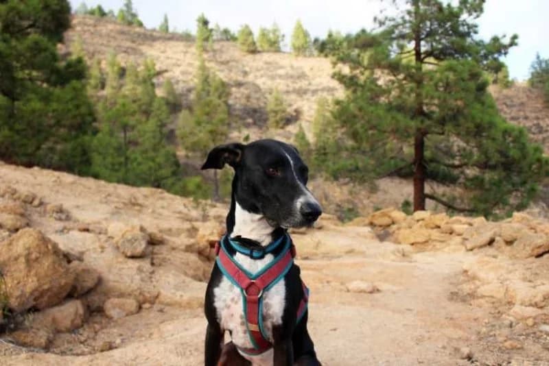 Fire, male Podenco for adoption at description — photo 8 of 68