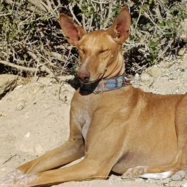 Laura, female Podenco for adoption at description