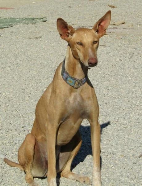 Laura, female Podenco for adoption at description — photo 2 of 28