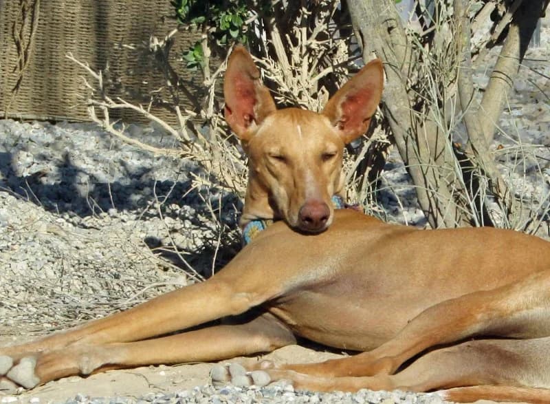 Laura, female Podenco for adoption at description — photo 3 of 28