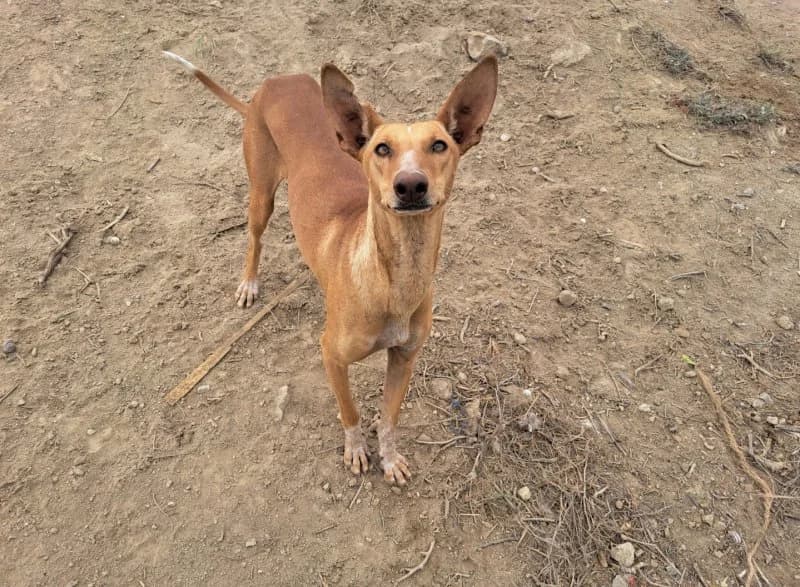 Laura, female Podenco for adoption at description — photo 4 of 28