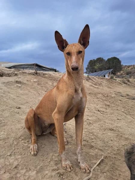 Laura, female Podenco for adoption at description — photo 5 of 28