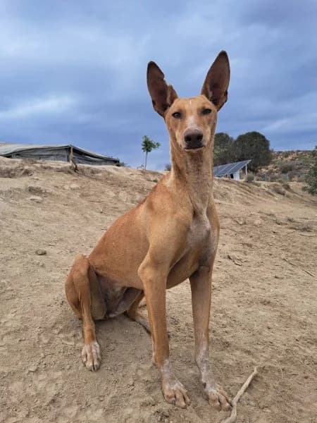 Laura, female Podenco for adoption at description — photo 6 of 28