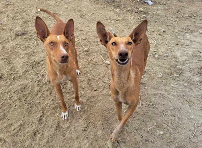 Laura, female Podenco for adoption at description — photo 7 of 28
