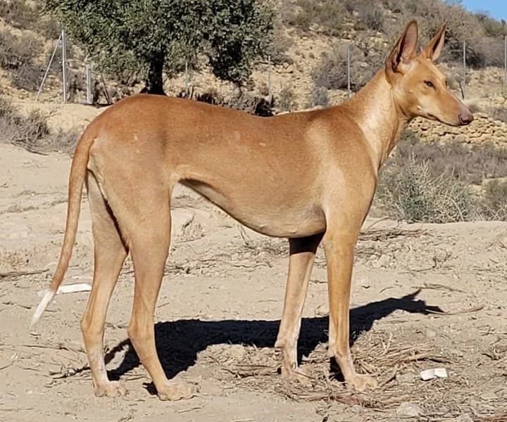 Laura, female Podenco for adoption at description — photo 8 of 28