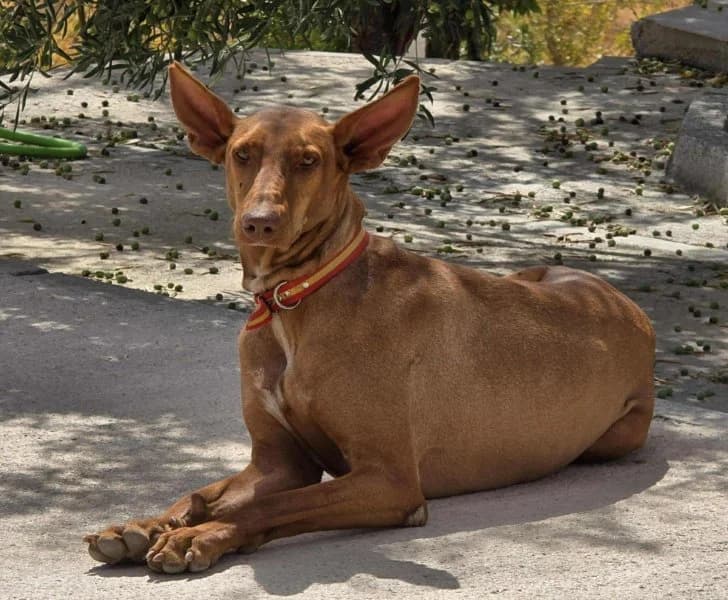 Helios, male Podenco for adoption at description