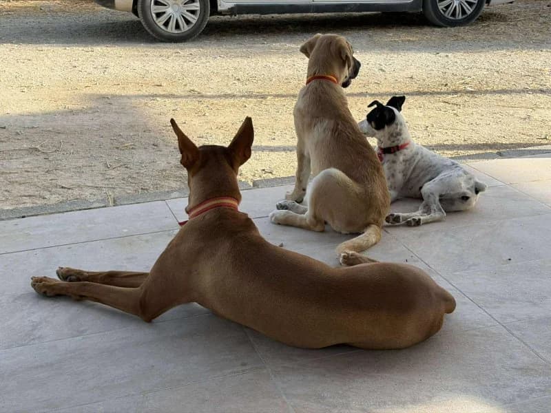 Helios, male Podenco for adoption at description — photo 2 of 61