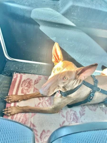 Helios, male Podenco for adoption at description — photo 3 of 61