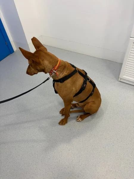 Helios, male Podenco for adoption at description — photo 4 of 61