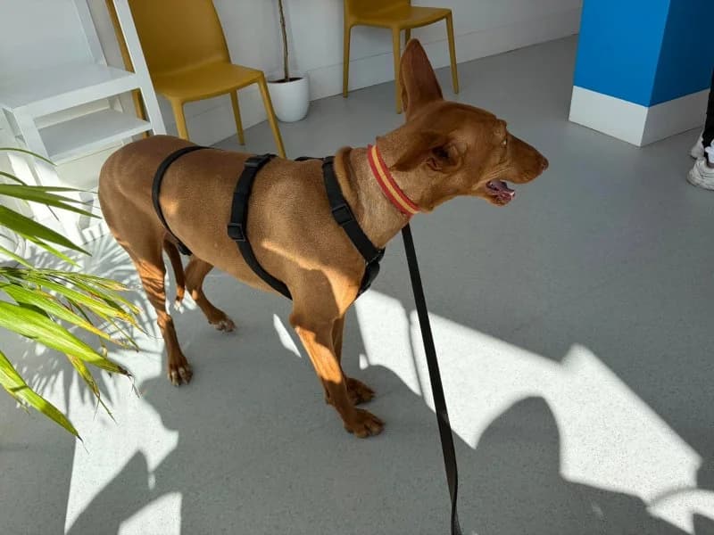 Helios, male Podenco for adoption at description — photo 5 of 61