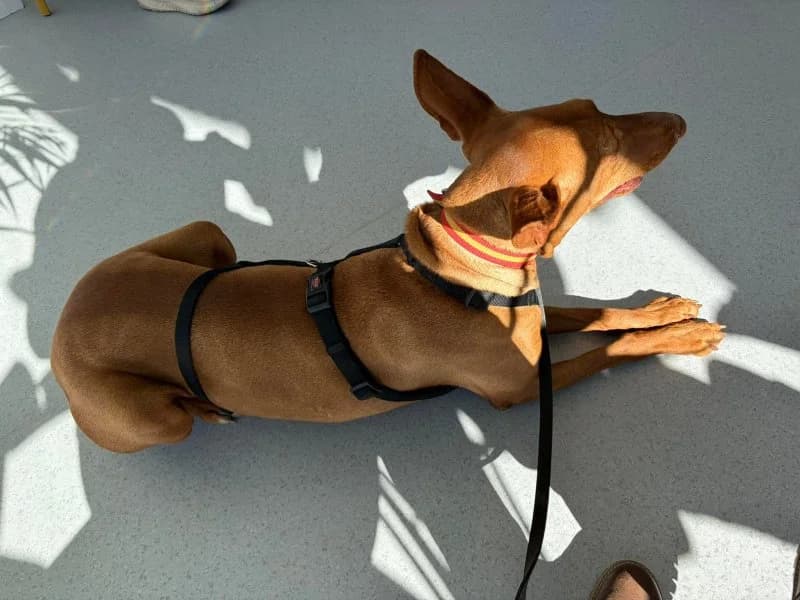 Helios, male Podenco for adoption at description — photo 6 of 61