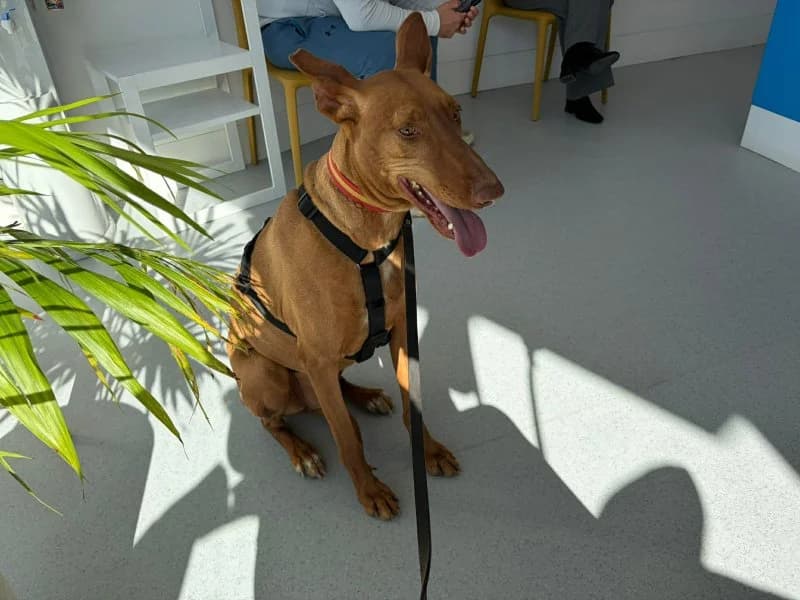Helios, male Podenco for adoption at description — photo 7 of 61