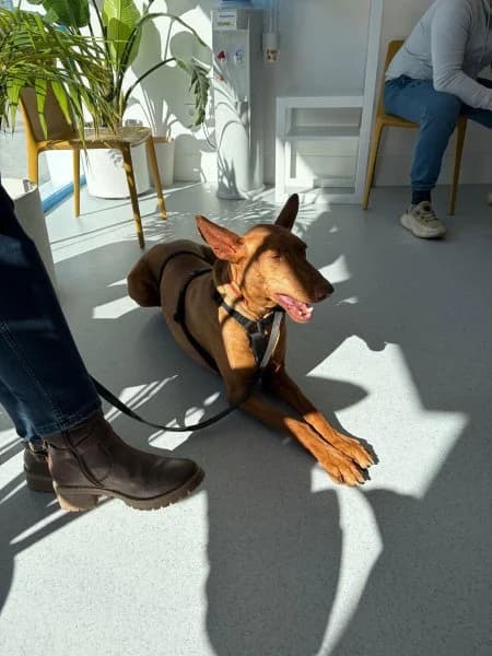 Helios, male Podenco for adoption at description — photo 8 of 61