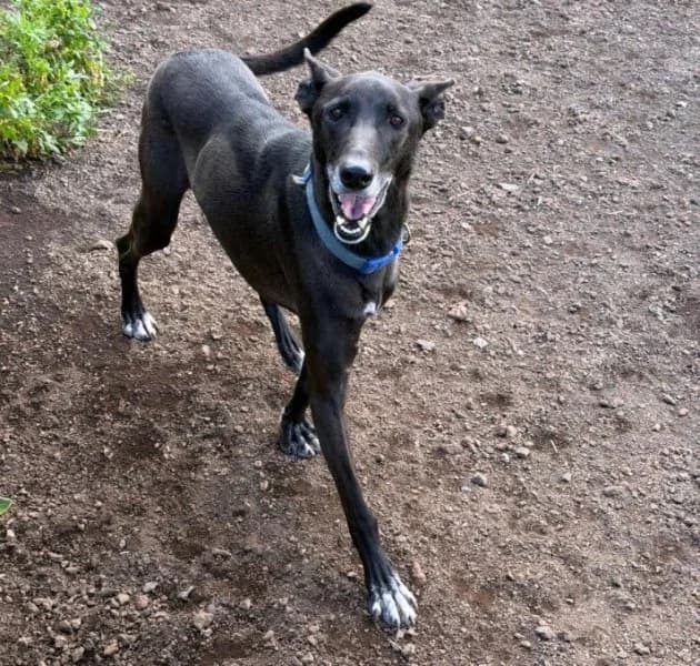 Noni, male Podenco for adoption at description